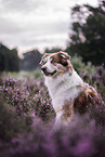 female Border Collie