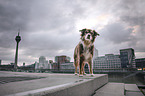 female Border Collie