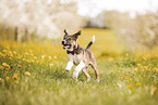 Border Collie Puppy