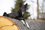 Border Collie