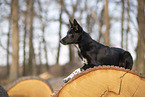 Border Collie