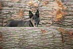 Border Collie