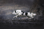 Border Collie