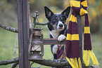 Border Collie