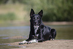 Border Collie
