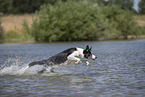 Border Collie