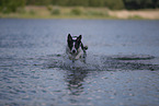 Border Collie