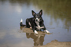 Border Collie