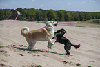 dogs