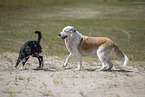 dogs