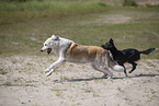 dogs