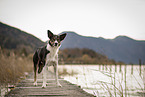 Border Collie