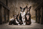 Border Collies