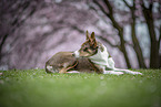 Border Collie