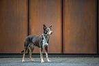 Border Collie