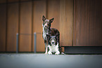 Border Collies