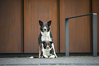 Border Collies