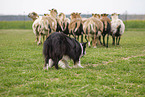 Border Collie herds sheeps