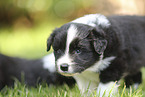 Border Collie puppy