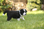 Border Collie puppy