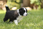 Border Collie puppy