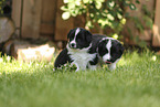 Border Collie puppy