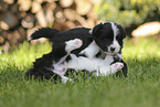 Border Collie puppy