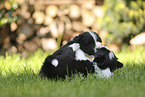 Border Collie puppy