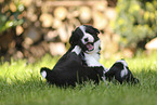 Border Collie puppy
