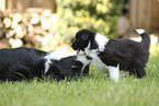 Border Collie puppy