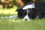 black-white Border Collie