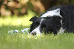 black-white Border Collie