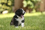 Border Collie puppy