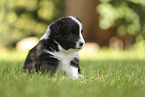 Border Collie puppy
