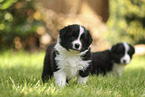 Border Collie puppy