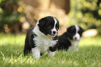 Border Collie puppy
