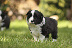 Border Collie puppy
