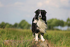 black-white Border Collie