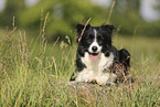 black-white Border Collie