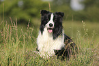 black-white Border Collie