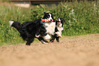 black-white Border Collie
