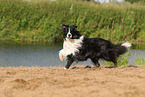 black-white Border Collie