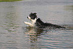 black-white Border Collie
