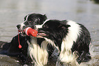 black-white Border Collie