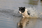 black-white Border Collie