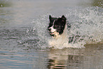 black-white Border Collie