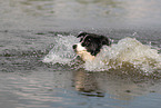 black-white Border Collie
