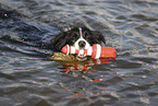 black-white Border Collie