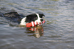 black-white Border Collie