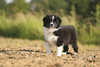 Border Collie puppy